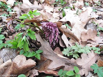 Podblek upinat - Lathraea squamaria L.