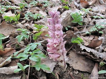 Podblek upinat - Lathraea squamaria L.