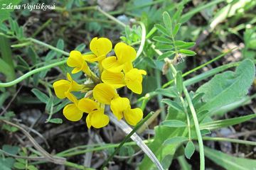 Fotogalerie: Podkovka chocholat - Hippocrepis comosa L.