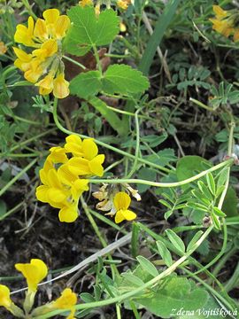 Podkovka chocholat - Hippocrepis comosa L.