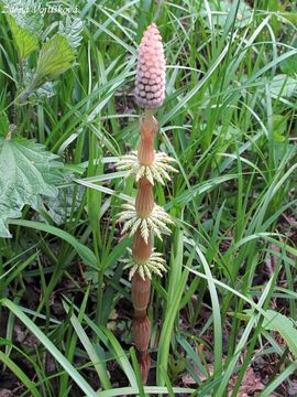 Fotogalerie: Peslika lesn - Equisetum sylvaticum L.