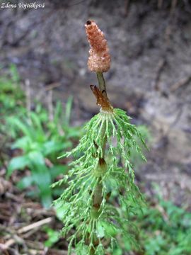 Peslika lesn - Equisetum sylvaticum L.