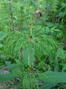 Peslika lesn - Equisetum sylvaticum L.