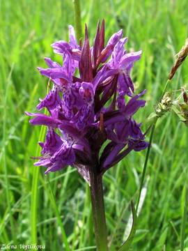 Fotogalerie: Prstnatec mjov - Dactylorhiza majalis (Rchb.) Hunt et Summerhayes