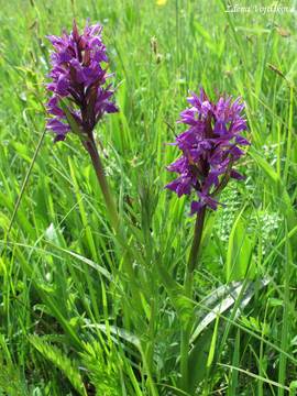 Prstnatec mjov - Dactylorhiza majalis (Rchb.) Hunt et Summerhayes