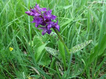 Prstnatec mjov - Dactylorhiza majalis (Rchb.) Hunt et Summerhayes