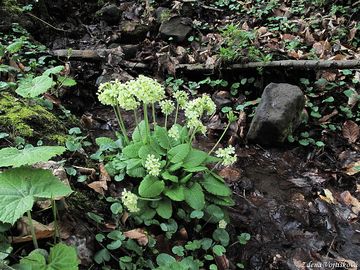 Fotogalerie: Prvosenka vy - Primula elatior (L.) Hill