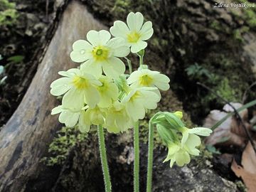 Prvosenka vy - Primula elatior (L.) Hill