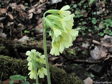 Prvosenka vy - Primula elatior (L.) Hill