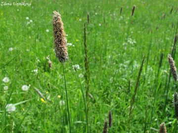 Fotogalerie: Psrka lun - Alopecurus pratensis L.