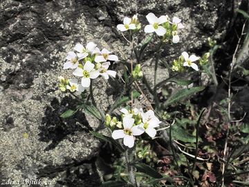 Fotogalerie: einink psen prav - Cardaminopsis arenosa subsp. arenosa (L.) Hayek