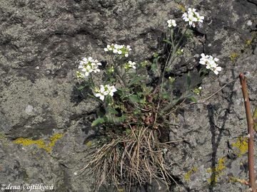 einink psen prav - Cardaminopsis arenosa subsp. arenosa (L.) Hayek