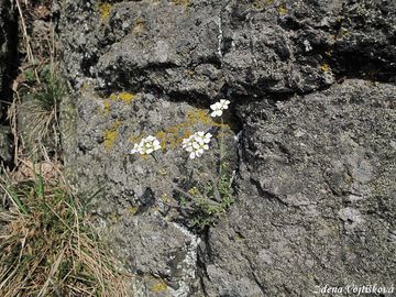 einink psen prav - Cardaminopsis arenosa subsp. arenosa (L.) Hayek
