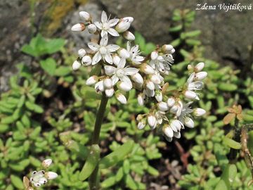 Fotogalerie: Rozchodnk bl - Sedum album L.