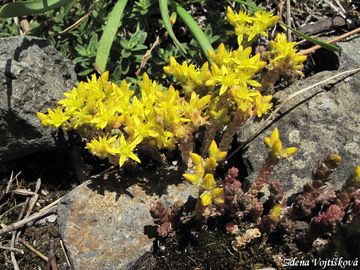Fotogalerie: Rozchodnk ostr - Sedum acre L.