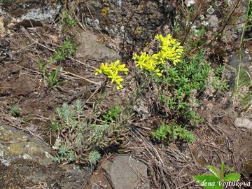 Rozchodnk skaln - Sedum reflexum L.