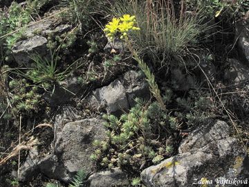 Rozchodnk skaln - Sedum reflexum L.