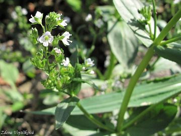 Fotogalerie: Rozrazil drchnikovit - Veronica anagallis-aquatica L.