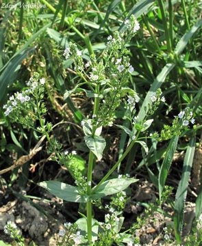 Rozrazil drchnikovit - Veronica anagallis-aquatica L.