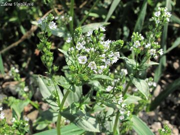 Rozrazil drchnikovit - Veronica anagallis-aquatica L.