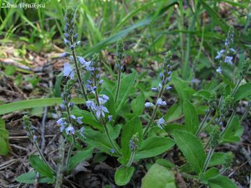 Rozrazil lkask - Veronica officinalis L.