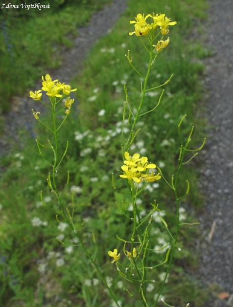 Rukev obecn_05
