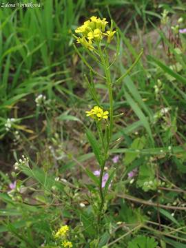 Fotogalerie: Rukev obecn - Rorippa sylvestris (L.) Besser