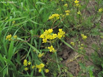 Rukev obecn - Rorippa sylvestris (L.) Besser