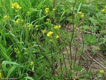 Rukev obecn - Rorippa sylvestris (L.) Besser