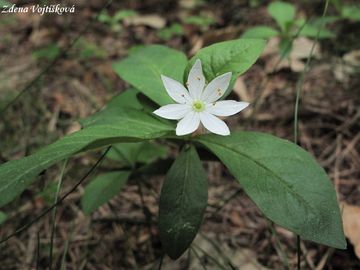 Fotogalerie: Sedmikvtek evropsk - Trientalis europaea L.