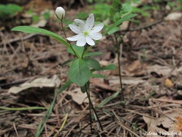 Sedmikvtek evropsk - Trientalis europaea L.