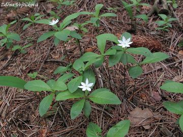 Sedmikvtek evropsk - Trientalis europaea L.