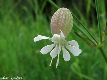 Fotogalerie: Silenka nadmut - Silene vulgaris (Moench) Garcke