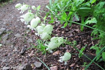 Silenka nadmut - Silene vulgaris (Moench) Garcke