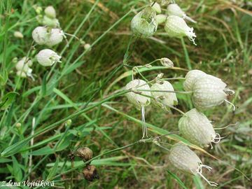 Silenka nadmut - Silene vulgaris (Moench) Garcke