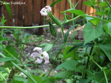 Fotogalerie: Silenka non - Silene noctiflora L.