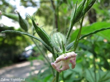 Silenka non - Silene noctiflora L.
