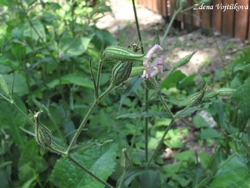 Silenka non - Silene noctiflora L.
