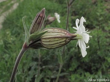 Fotogalerie: Silenka irolist bl (knotovka bl) - Silene latifolia Poir. subsp. alba (Miller) Greuter et Burdet
