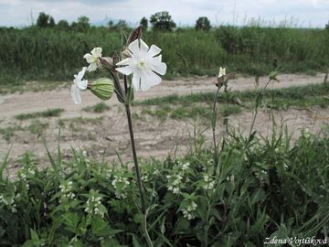 Silenka irolist bl (knotovka bl) - Silene latifolia Poir. subsp. alba (Miller) Greuter et Burdet