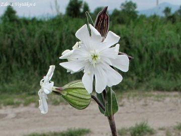 Silenka irolist bl (knotovka bl) - Silene latifolia Poir. subsp. alba (Miller) Greuter et Burdet