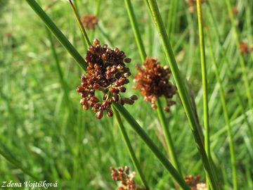 Fotogalerie: Stina rozkladit - Juncus effusus L.
