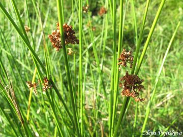Stina rozkladit - Juncus effusus L.