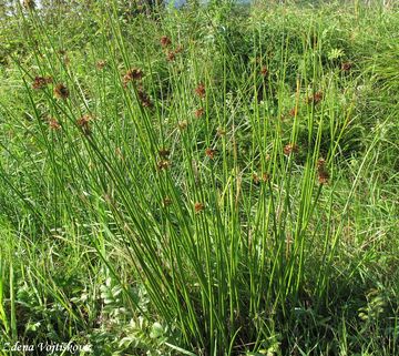 Stina rozkladit - Juncus effusus L.