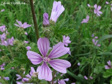 Fotogalerie: Slz lesn - Malva sylvestris L.