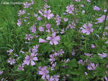 Slz lesn - Malva sylvestris L.
