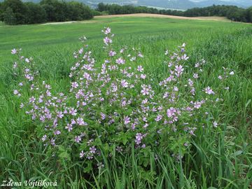 Slz lesn - Malva sylvestris L.