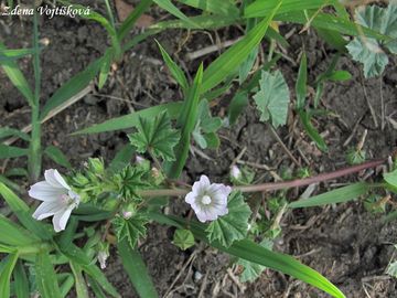 Slz pehlen - Malva neglecta Wallr.