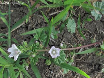 Slz pehlen - Malva neglecta Wallr.