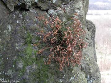 Fotogalerie: Slezink severn - Asplenium septentrionale (L.) Hoffm.